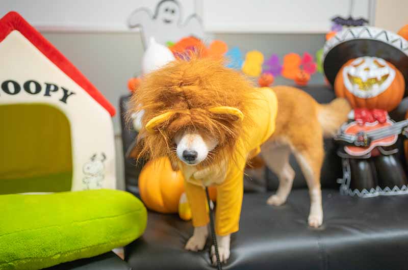 ライオンキングのシンバ衣装を着た柴犬亜門さん