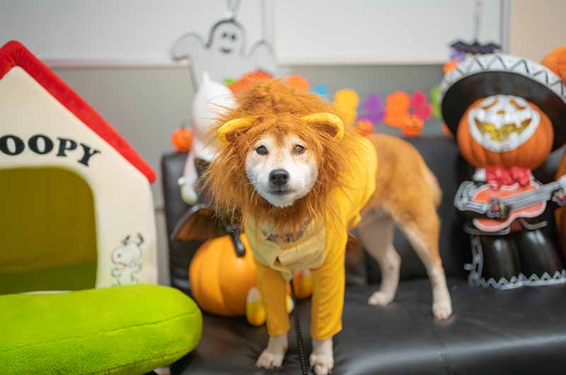 ライオンキングのシンバ衣装を着た柴犬亜門さん