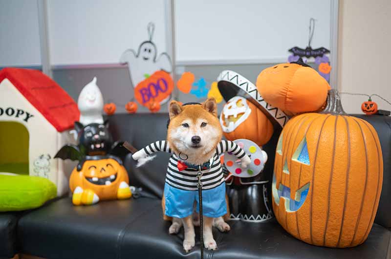 画家のコスプレをする柴犬亜門さん