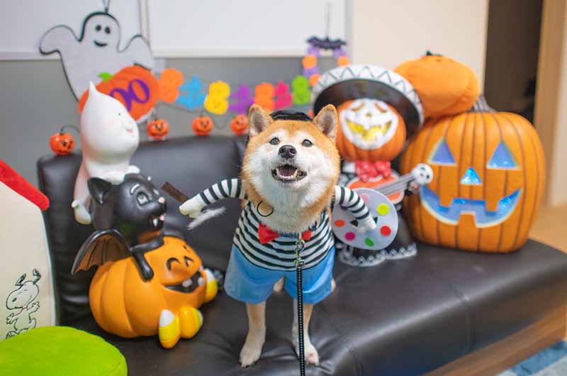 画家のコスプレをする柴犬亜門さん