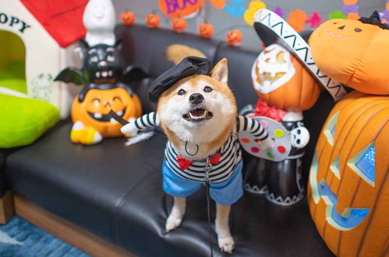 画家のコスプレをする柴犬亜門さん