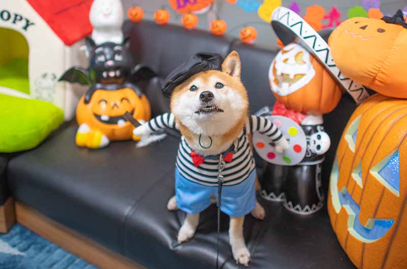 画家のコスプレをする柴犬亜門さん