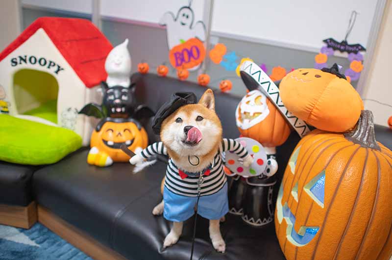 画家のコスプレをする柴犬亜門さん