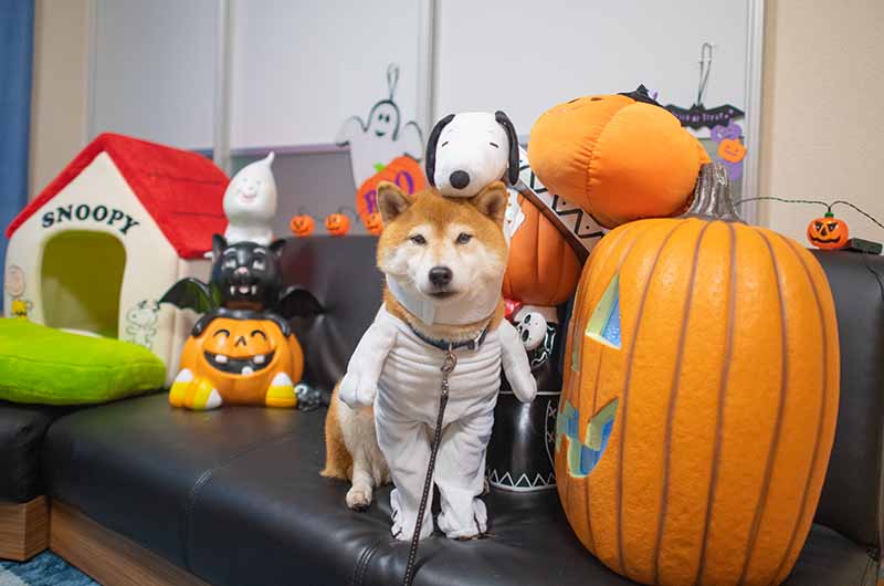 スヌーピーの犬服を着た柴犬亜門さん