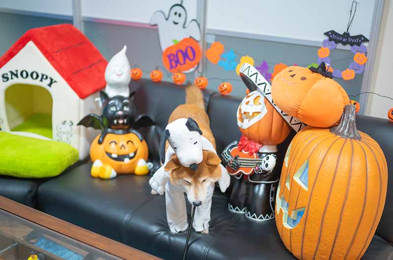 スヌーピーに変身した柴犬亜門さん