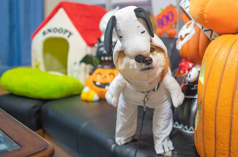 スヌーピーに変身した柴犬亜門さん