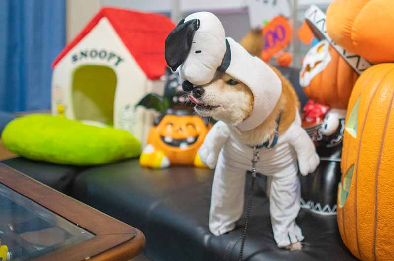 スヌーピーに変身した柴犬亜門さん