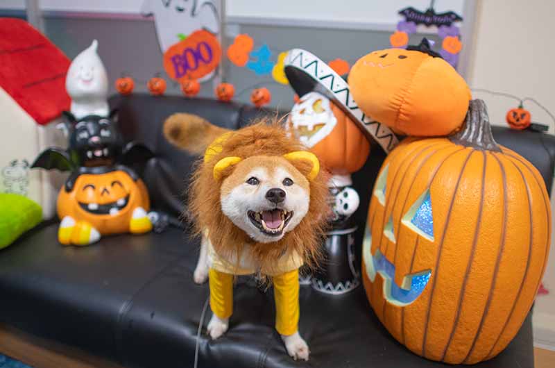 ライオンキングのシンバに変身した柴犬亜門さん