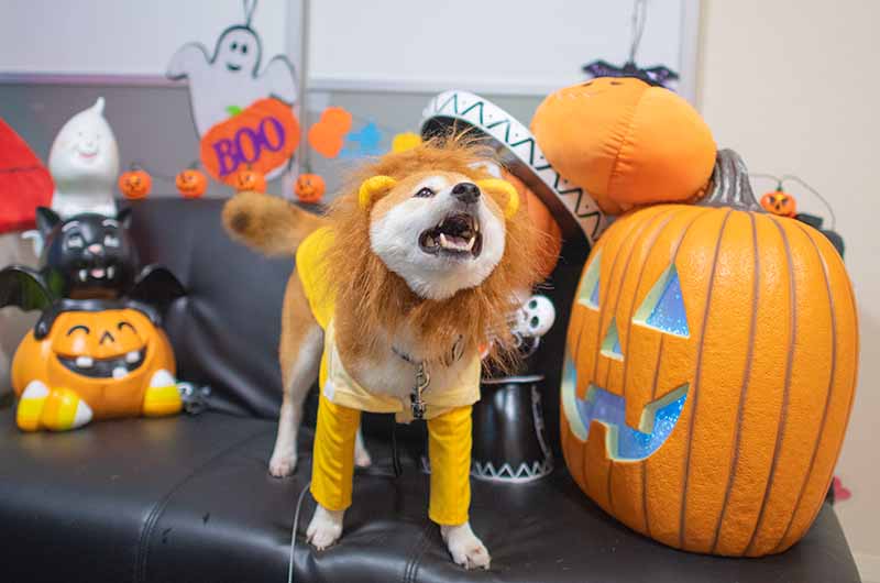 ライオンキングのシンバに変身した柴犬亜門さん