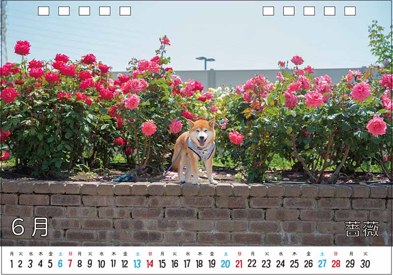 柴犬亜門さんカレンダー2026 6月