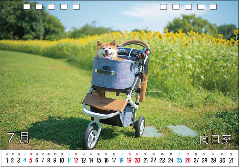 柴犬亜門さんカレンダー2026 7月