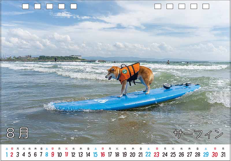 柴犬亜門さんカレンダー2026 8月