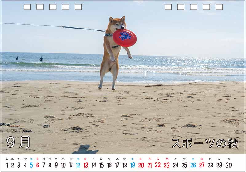 柴犬亜門さんカレンダー2026 9月