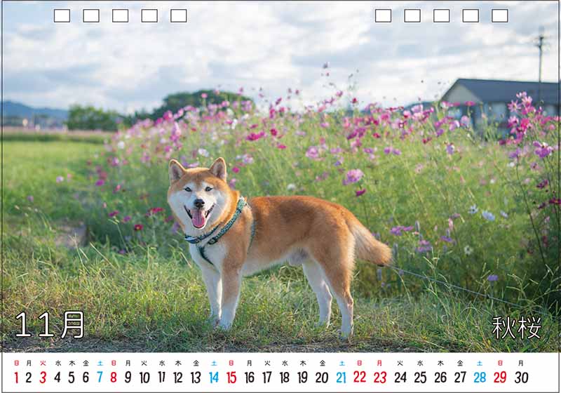 柴犬亜門さんカレンダー2026 11月