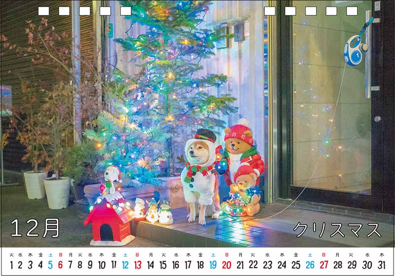柴犬亜門さんカレンダー2026 12月