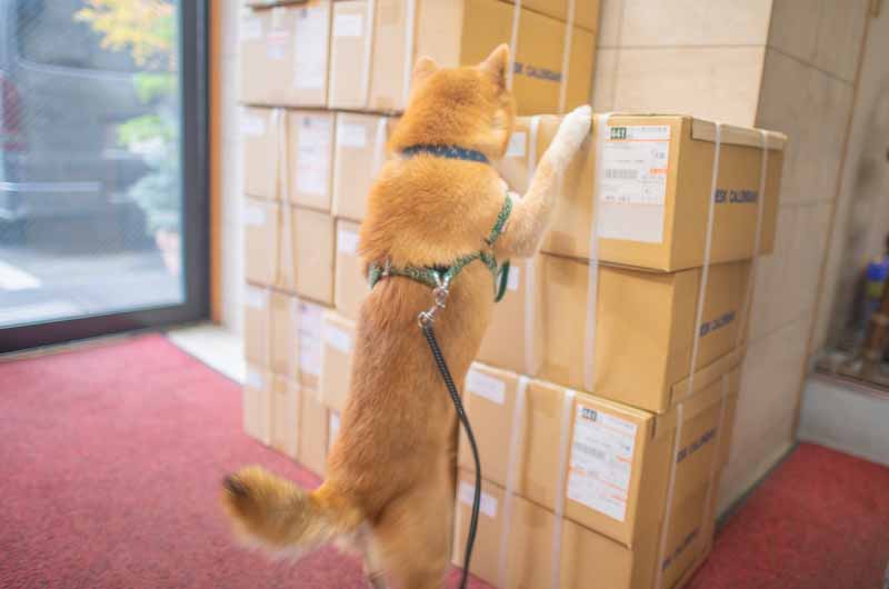 段ボールが気になる柴犬亜門さん