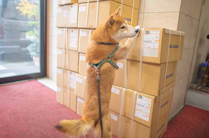 段ボールが気になる柴犬亜門さん
