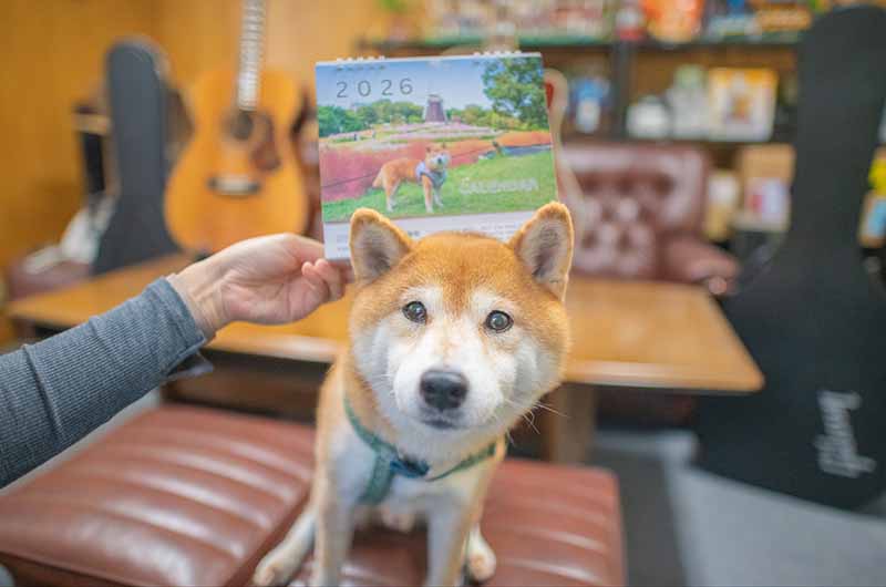 カレンダーとモデルの柴犬亜門さん