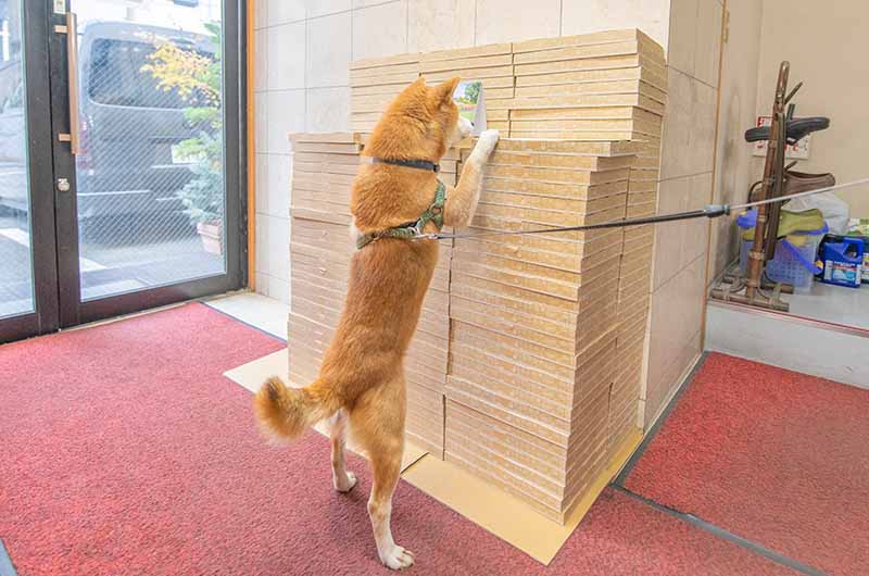 発送前チェックをする柴犬亜門さん