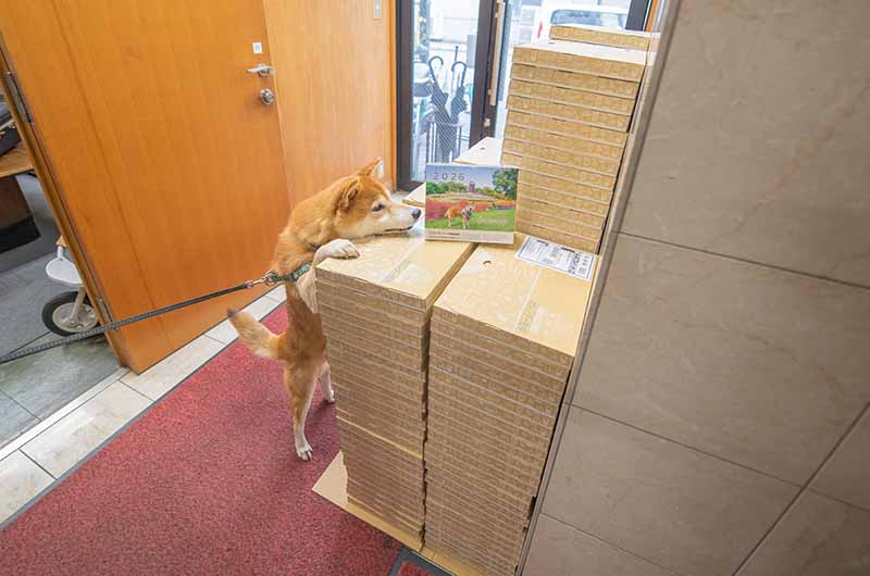 発送前チェックをする柴犬亜門さん