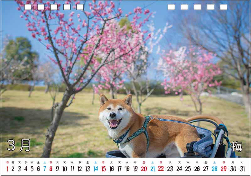 柴犬亜門さんカレンダー2026 3月