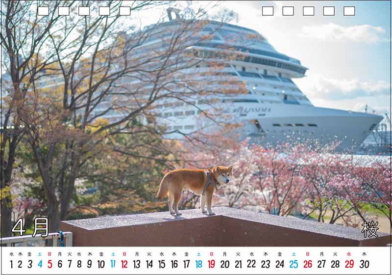 柴犬亜門さんカレンダー2026 4月