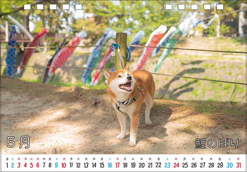 柴犬亜門さんカレンダー2026 5月