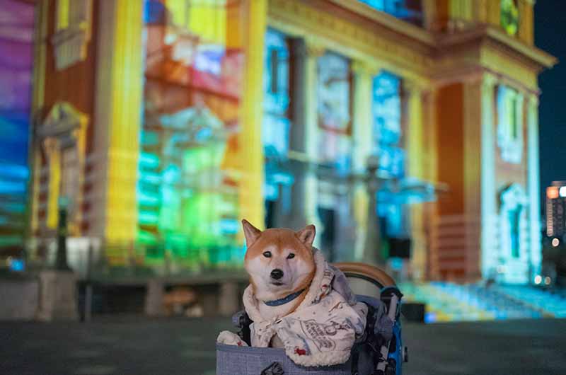 大阪市中央公会堂プロジェクションマッピングと柴犬亜門さん