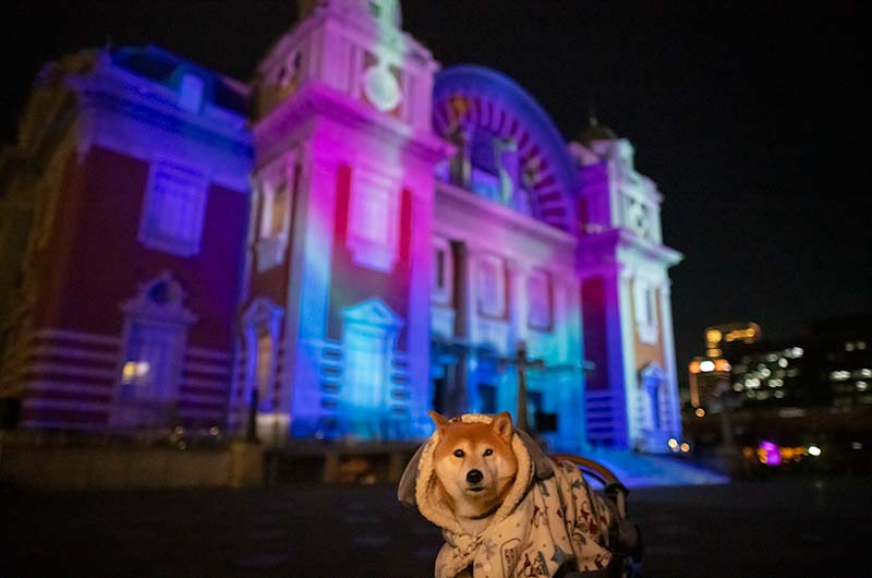 大阪市中央公会堂プロジェクションマッピングと柴犬亜門さん