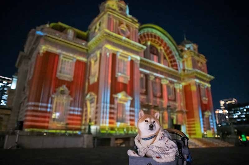 大阪市中央公会堂プロジェクションマッピングと柴犬亜門さん