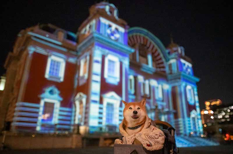 大阪市中央公会堂プロジェクションマッピングと柴犬亜門さん