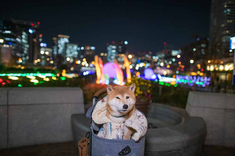 大阪芸術大学の学生作品と柴犬亜門さん