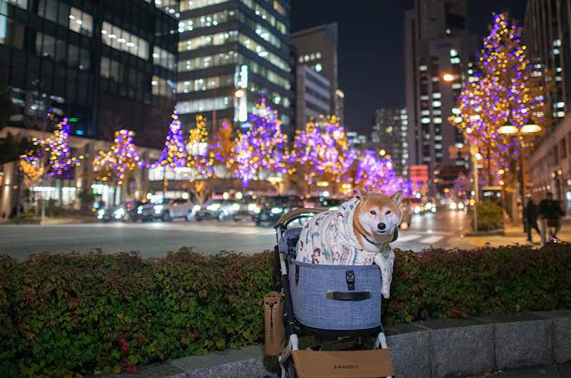 御堂筋イチョウ並木