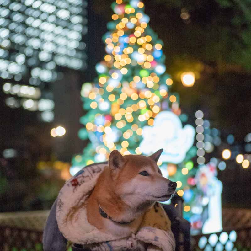 ズートピア2クリスマスツリーと柴犬亜門さん