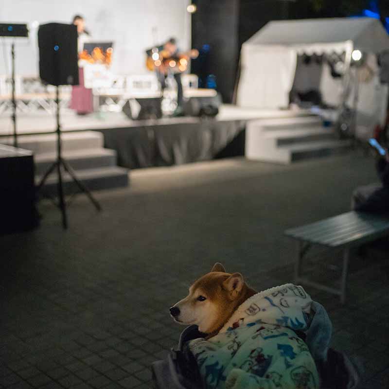 Very Berry ベリー・ベリーさんのコンサートを聴く柴犬亜門さん