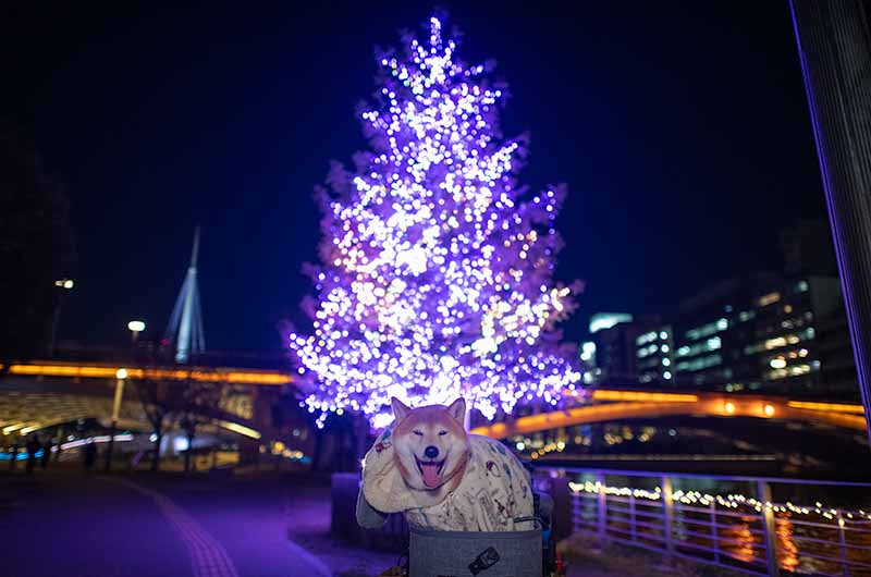 クリスマスツリーと柴犬亜門さん