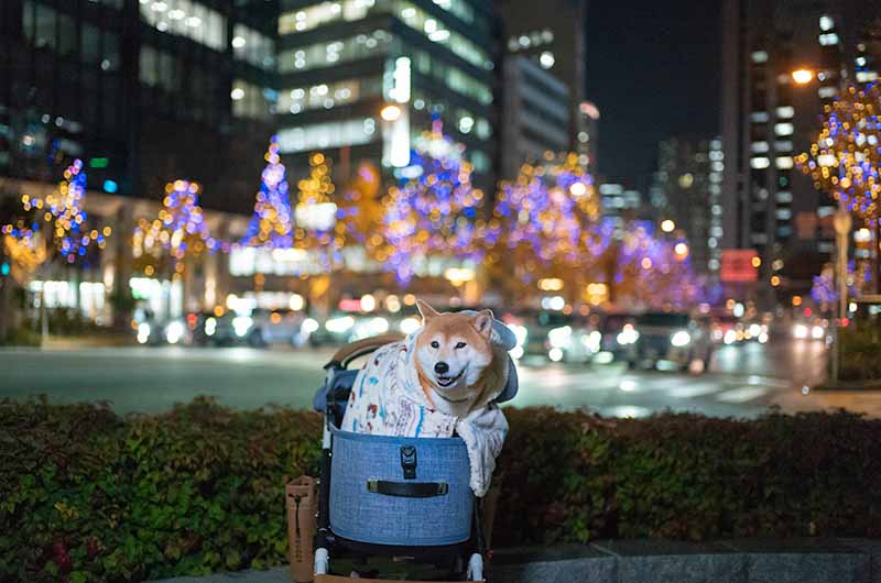 御堂筋イルミネーションと柴犬亜門さん