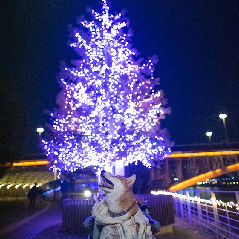 クリスマスツリーと柴犬亜門さん