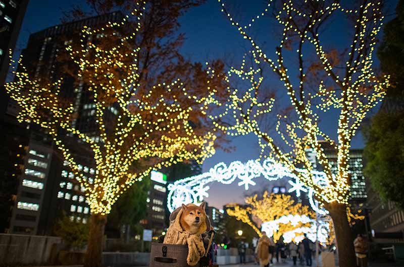 ケヤキ並木のイルミネーションと柴犬亜門さん