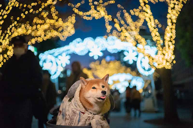 ケヤキ並木のイルミネーションと柴犬亜門さん