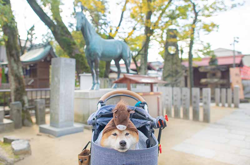 石切劔箭神社の神馬像と馬に変身した柴犬亜門さん