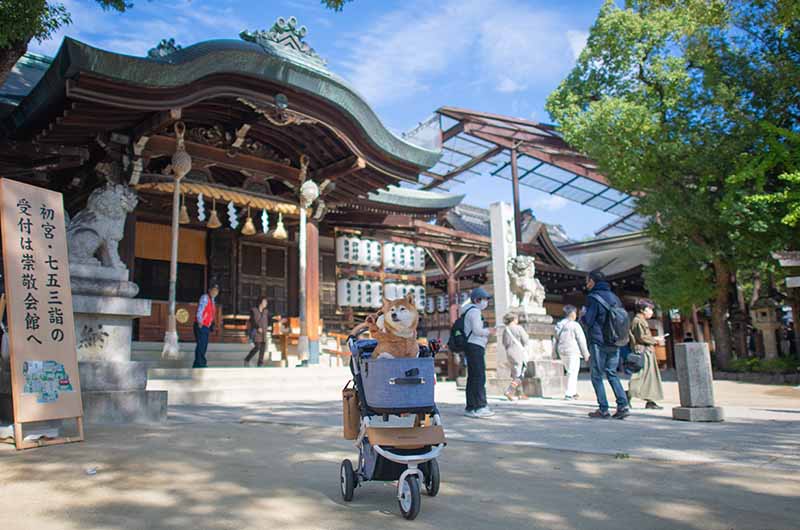 本殿と柴犬亜門さん