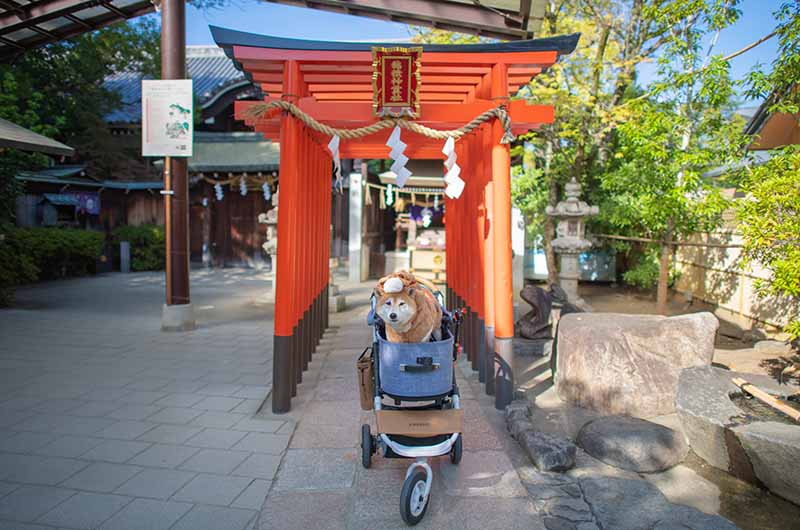穂積神霊社と柴犬亜門さん