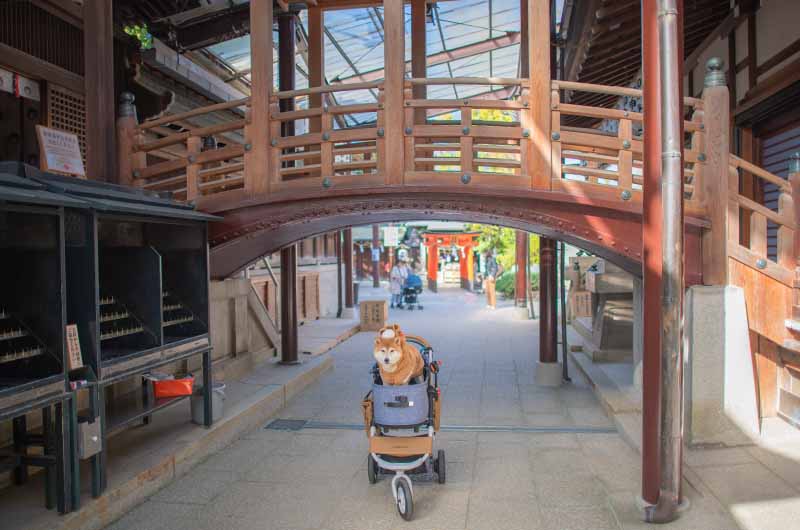 バギーで境内を散歩する柴犬亜門さん