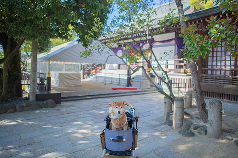 石切劔箭神社の神楽殿と柴犬亜門さん