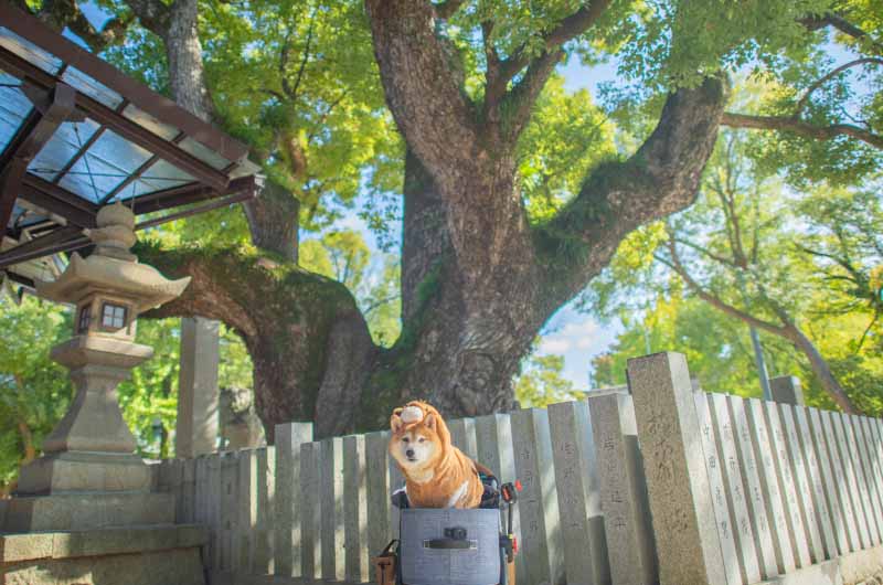 くすの木の御神木と柴犬亜門さん