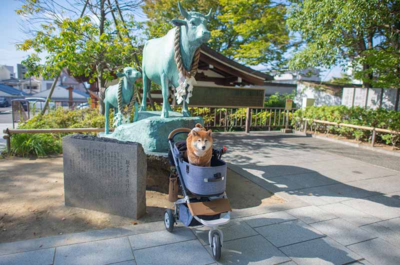 親子連れ牛像と柴犬亜門さん