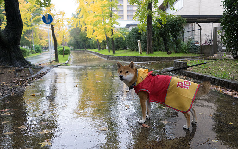 雨の遊歩道でレインコートを着た柴犬亜門