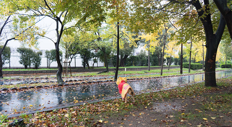 雨の遊歩道でレインコートを着た柴犬亜門