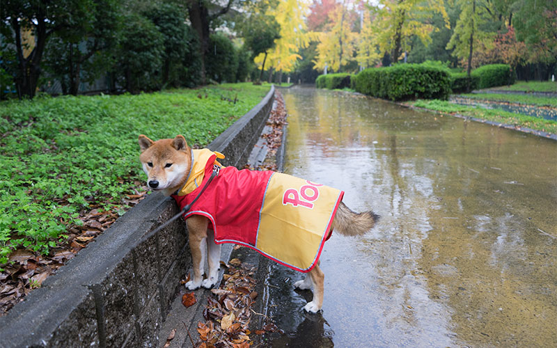 雨の遊歩道でレインコートを着た柴犬あもさん